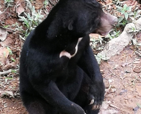 Bornean Sun Bear Conservation Centre - Travellers of Malaysia