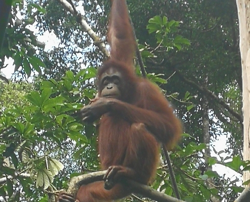 Sepilok Orangutan Rehabilitation Centre - Travellers of Malaysia